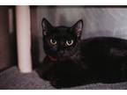 Adopt 72301A Shadow-Pounce Cat Cafe a Domestic Short Hair