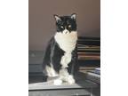 Adopt Lucy a Black & White or Tuxedo Domestic Shorthair / Mixed (medium coat)