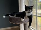 Adopt Linus a Black & White or Tuxedo Domestic Shorthair / Mixed (medium coat)