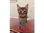 Adopt Nebula a Domestic Shorthair / Mixed (short coat) cat in Hoover