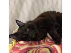 Adopt Nacho a All Black Domestic Mediumhair / Mixed cat in San Jose