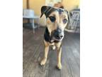 Adopt Rusty a Black - with Tan, Yellow or Fawn German Shepherd Dog / Mixed dog