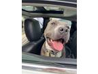 Adopt Formaggio a Gray/Silver/Salt & Pepper - with White American Pit Bull