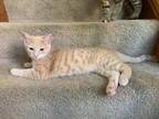 Adopt Camilo a Domestic Shorthair / Mixed (short coat) cat in Kettering