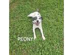 Adopt Peony a Terrier, Mixed Breed