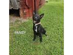 Adopt Pansy a Terrier, Mixed Breed