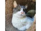 Adopt Banksy a Gray or Blue Domestic Shorthair / Mixed cat in Murray