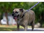 Adopt Ester a Mixed Breed, Black Mouth Cur