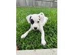 Adopt Lucy a White Terrier (Unknown Type, Small) / Mixed dog in Knoxville