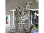 Adopt Bennis a Gray or Blue Domestic Mediumhair / Domestic Shorthair / Mixed cat