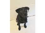 Adopt Nelly a Labrador Retriever / Black Mouth Cur / Mixed dog in Tool