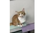 Adopt Polly a Orange or Red Domestic Shorthair / Domestic Shorthair / Mixed cat