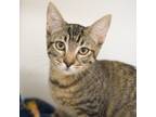 Adopt Lilabet a Gray or Blue Domestic Shorthair / Domestic Shorthair / Mixed cat