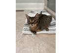 Adopt Scrappy a Brown Tabby Domestic Shorthair / Mixed (short coat) cat in