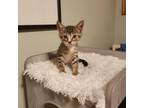 Adopt Thing 5 a Brown or Chocolate Domestic Shorthair / Domestic Shorthair /