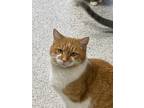 Adopt Butter Cup a Orange or Red Domestic Shorthair / Mixed Breed (Medium) /