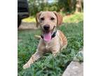 Adopt Tug a Tan/Yellow/Fawn Labrador Retriever dog in WAYNE, NJ (38944445)