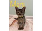 Adopt Mars a Domestic Shorthair / Mixed (short coat) cat in Hoover