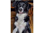 Adopt Lady a Black Border Collie / Mixed dog in Lewis Center, OH (38767803)