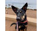 Adopt BUFFY a Black Australian Kelpie / Mixed Breed (Medium) / Mixed dog in Pt.