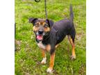 Adopt Macie a Shepherd