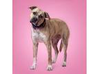 Adopt Buttercup a Mixed Breed