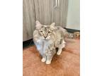 Adopt Violet a Gray or Blue Domestic Longhair / Domestic Shorthair / Mixed cat