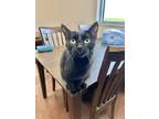 Adopt Scarlet a All Black Domestic Shorthair / Domestic Shorthair / Mixed cat in