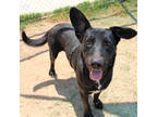 Adopt Boeing (HW+) a Black Shepherd (Unknown Type) / Mixed dog in San Marcos