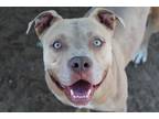 Adopt Butters a Tan/Yellow/Fawn American Pit Bull Terrier / Mixed dog in Evans