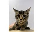 Adopt Putter a Brown or Chocolate Domestic Shorthair / Domestic Shorthair /