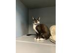 Adopt Darter a All Black Domestic Shorthair / Domestic Shorthair / Mixed cat in