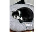 Adopt Dakota a All Black Domestic Shorthair / Domestic Shorthair / Mixed cat in