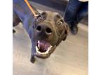 Adopt Coco a Black Labrador Retriever / Mixed dog in Dallas, TX (38920908)