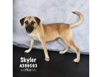 Adopt SKYLER a Labrador Retriever, German Shepherd Dog