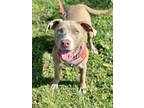 Adopt Jill III 59 a Tan/Yellow/Fawn American Pit Bull Terrier / Mixed dog in
