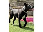 Adopt Scout a Black - with White Boxer / Labrador Retriever / Mixed dog in