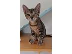 Adopt Woodrow a Brown or Chocolate Domestic Shorthair / Domestic Shorthair /