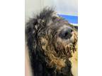 Adopt BULLETTE a Black Poodle (Standard) / Portuguese Water Dog / Mixed dog in