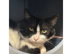 Adopt Oatmeal a Domestic Short Hair