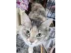 Adopt Penny a Calico or Dilute Calico Calico / Mixed cat in Penndel