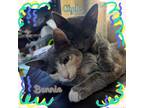 Adopt Bonnie a Calico / Mixed (short coat) cat in Chandler, AZ (39048565)