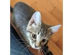 Adopt Kinsley a Brown Tabby Domestic Shorthair (short coat) cat in Colmar