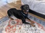 Adopt Jack a Black - with Tan, Yellow or Fawn Rottweiler / Mixed dog in Oxnard