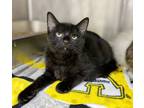 Adopt Victor Vale a All Black Domestic Shorthair / Domestic Shorthair / Mixed