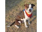Adopt American Sycamore a White American Pit Bull Terrier / Mixed dog in San