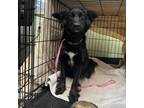 Adopt Miss Anonymous a Border Collie, Mixed Breed