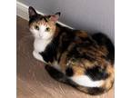 Adopt Calicat a Domestic Short Hair