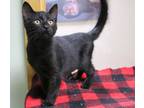 Adopt Giovanni a All Black Domestic Shorthair / Domestic Shorthair / Mixed cat