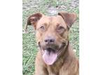 Adopt Gunner a Red/Golden/Orange/Chestnut Mixed Breed (Large) / Mixed dog in